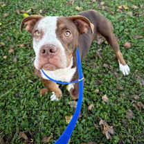 Thumbnail photo of Pea Pie #2