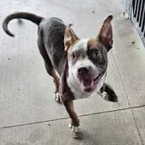 Thumbnail photo of Pea Pie #3