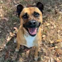 Thumbnail photo of Oshi #1