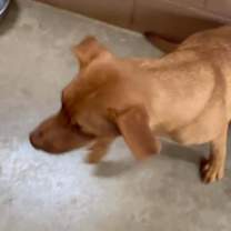 Thumbnail photo of Hickory #2