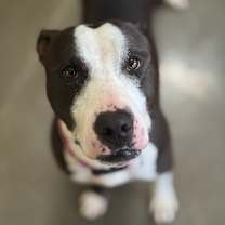 Thumbnail photo of Mouse #1