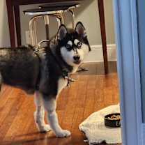 Thumbnail photo of JUNE #1