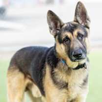 Thumbnail photo of KANO #1