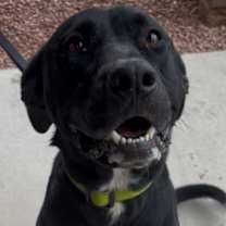 Thumbnail photo of Brody #2