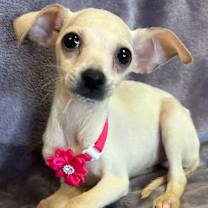 Thumbnail photo of Heidi #3