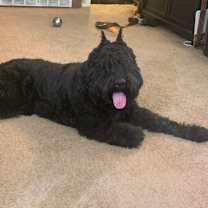 Thumbnail photo of Bonnie #3