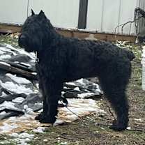 Thumbnail photo of Bonnie #4