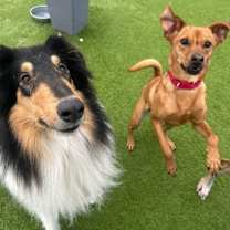 Thumbnail photo of Shelby #3