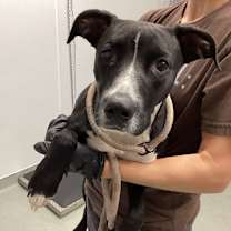 Thumbnail photo of Chevy #2