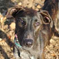 Thumbnail photo of Bluey #1