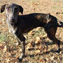 Thumbnail photo of Bluey #2