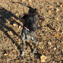 Thumbnail photo of Bluey #3