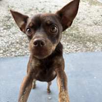 Thumbnail photo of Chicot #1