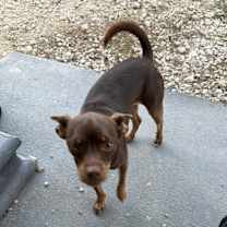 Thumbnail photo of Chicot #2