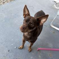 Thumbnail photo of Chicot #4