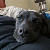 Thumbnail photo of Zoey #3