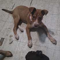 Thumbnail photo of Alsek #4