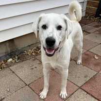 Thumbnail photo of Max $450 #4