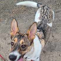 Thumbnail photo of Thor #2