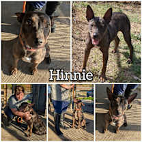 Thumbnail photo of Hinnie #1