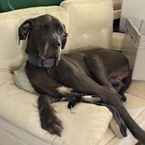 Thumbnail photo of Ozzy Ozwald #4