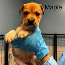 Thumbnail photo of Maple #1