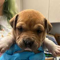 Thumbnail photo of Maple #2