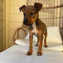 Thumbnail photo of Henrietta #4