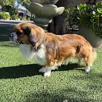 Thumbnail photo of Stetson #3