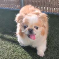 Thumbnail photo of BELLA #3