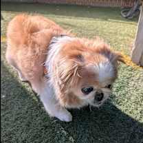 Thumbnail photo of BELLA #4