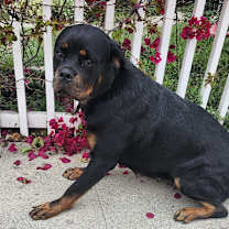 Thumbnail photo of Unicorn #2