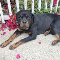 Thumbnail photo of Unicorn #1