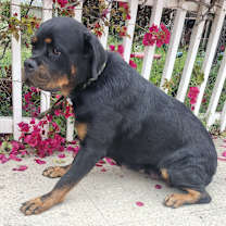 Thumbnail photo of Unicorn #3