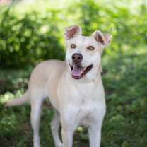 Thumbnail photo of Sweet Potato #4