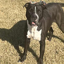 Thumbnail photo of Shadow #1