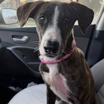 Thumbnail photo of Serena #3