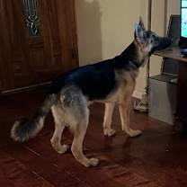 Thumbnail photo of Jerry lee #2