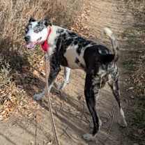 Thumbnail photo of Angel #3