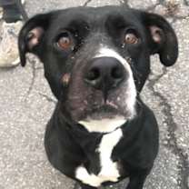 Thumbnail photo of HARLEY #1