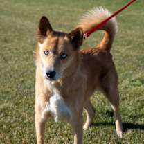 Thumbnail photo of Gus #3