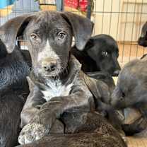 Thumbnail photo of Shermy #1