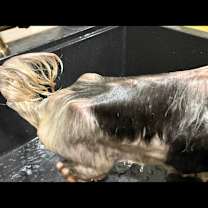 Thumbnail photo of Grandpa  #3