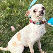 Thumbnail photo of Piper #4