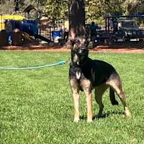 Thumbnail photo of Cali #4