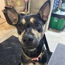 Thumbnail photo of Stark #2