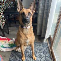 Thumbnail photo of Dove #1