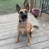 Thumbnail photo of Dove #4