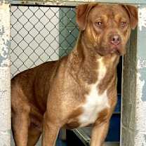 Thumbnail photo of Coyote #1