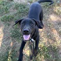 Thumbnail photo of Kramer #2